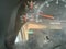 1999 Dodge Dakota SLT